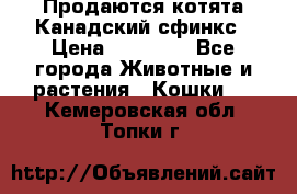 Продаются котята Канадский сфинкс › Цена ­ 15 000 - Все города Животные и растения » Кошки   . Кемеровская обл.,Топки г.